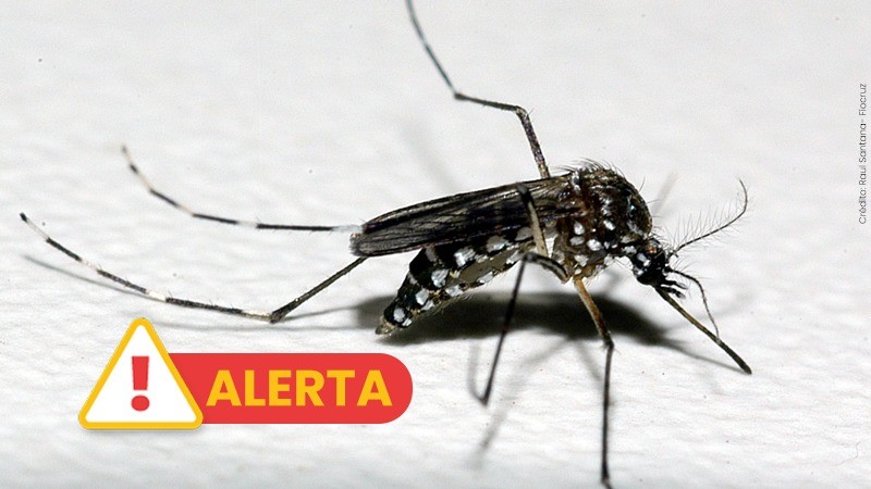 Card Aedes Dengue Alerta