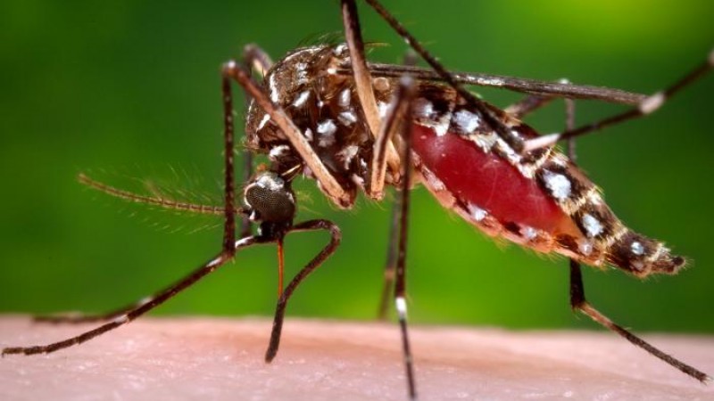 Imagem do mosquito Aedes aegypti. 